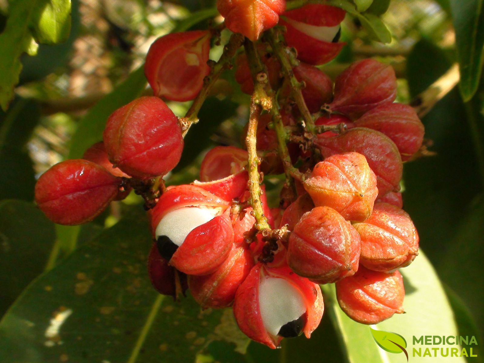 Paullinia cupana (GUARANÁ) Medicina Natural