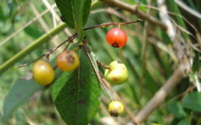 Pedra-ume-caá: saiba para que serve