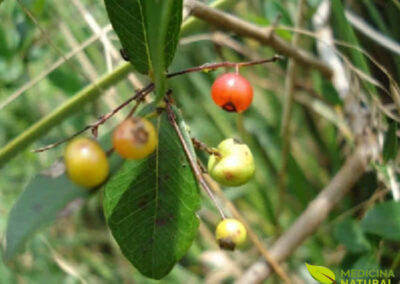 Pedra-ume-caá - Myrcia sphaerocarpa