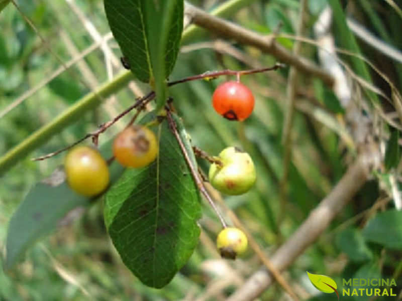 Pedra-ume-caá - Myrcia sphaerocarpa