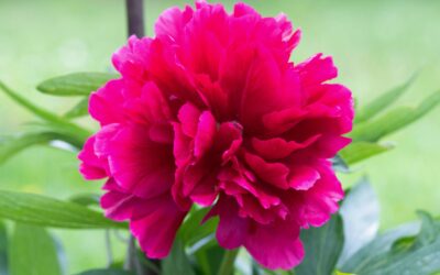 Paeonia officinalis – PEÔNIA-DE-JARDIM