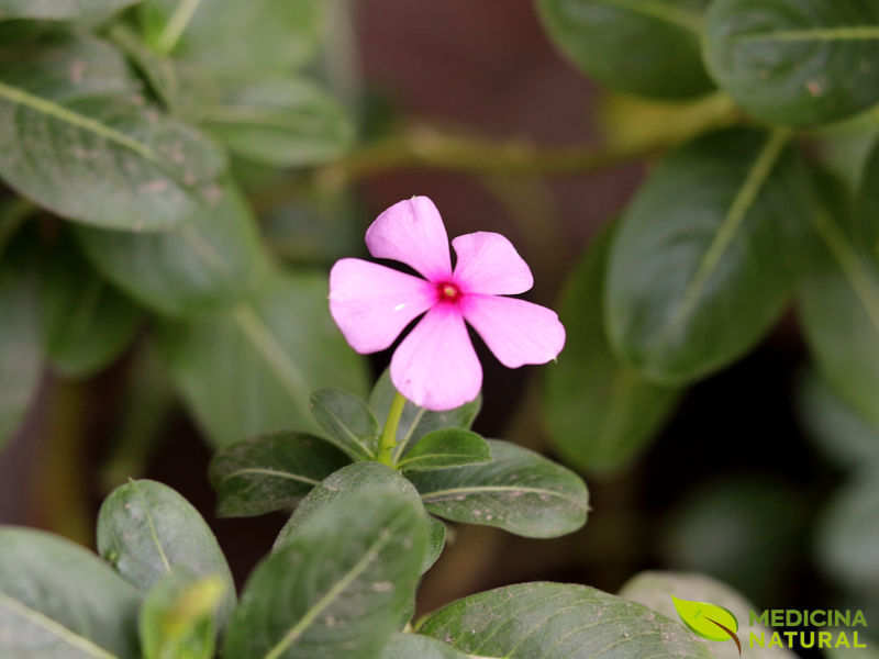 Pervinca-de-Madagáscar (vinca-de-Madagáscar) - Catharanthus roseus / Vinca rosea