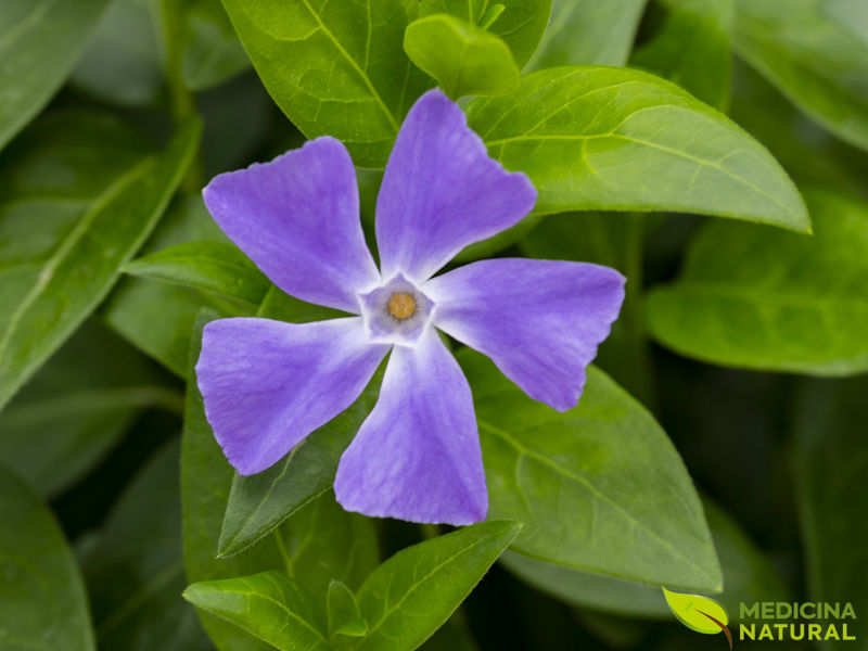 Pervinca-maior (vinca-maior) - Vinca major