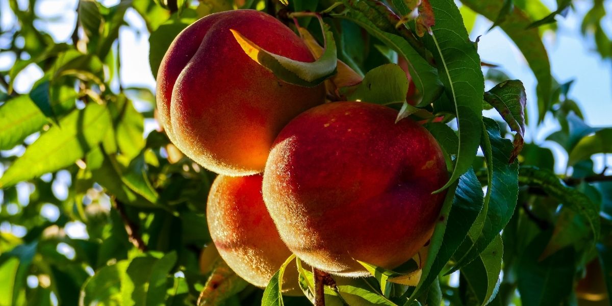 Um deslumbrante pomar de pessegueiros com suas árvores cobertas de flores rosadas, formando um corredor natural.
