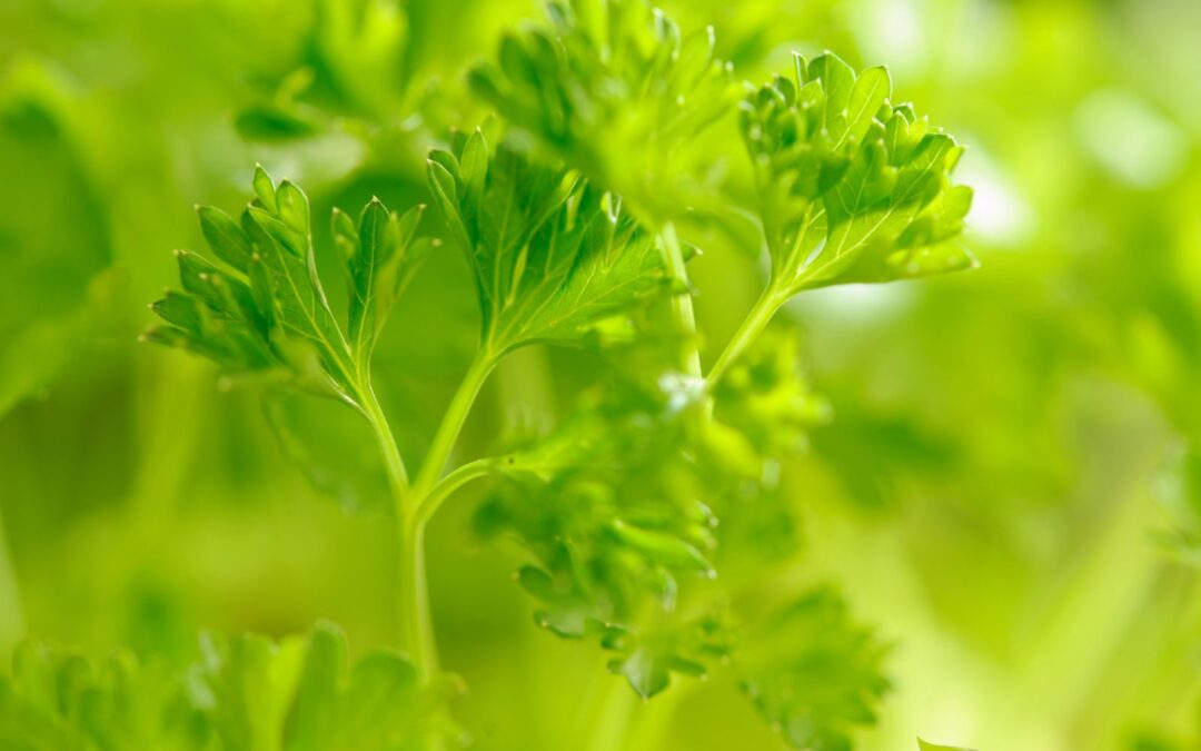 Petroselinum crispum (SALSA, SALSINHA)