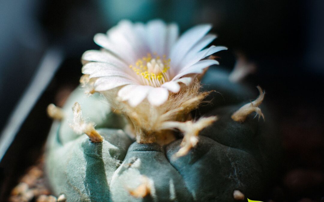 Peiote: saiba para que serve esse cacto