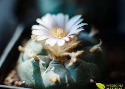 Peiote (peyote) - Lophophora williamsii