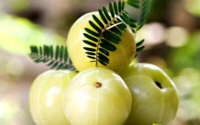 Phyllanthus emblica: saiba para que serve