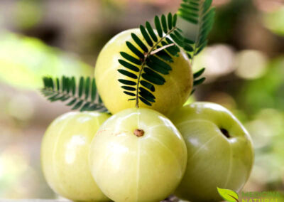 Phyllanthus emblica - amalaki, amla, groselha-indiana