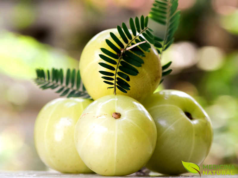 Phyllanthus emblica - amalaki, amla, groselha-indiana