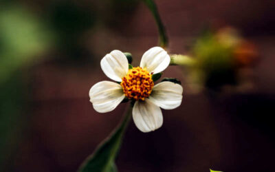 Picão-preto: saiba para que serve o chá