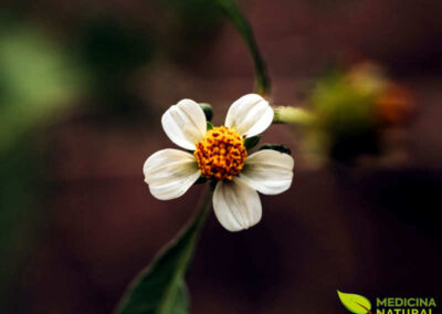 Picão-preto - Bidens pilosa