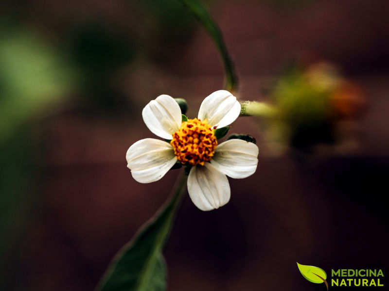 Picão-preto - Bidens pilosa