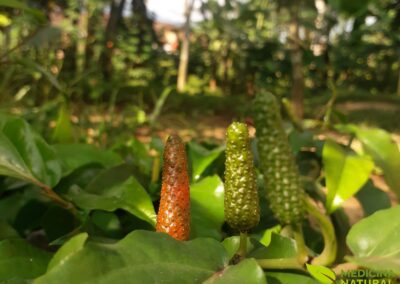 Pilocarpus microphyllus - JABORANDI