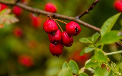 Pilriteiro: saiba para que serve o chá