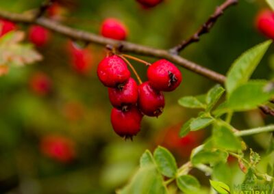 Pilriteiro - Crataegus monogyna