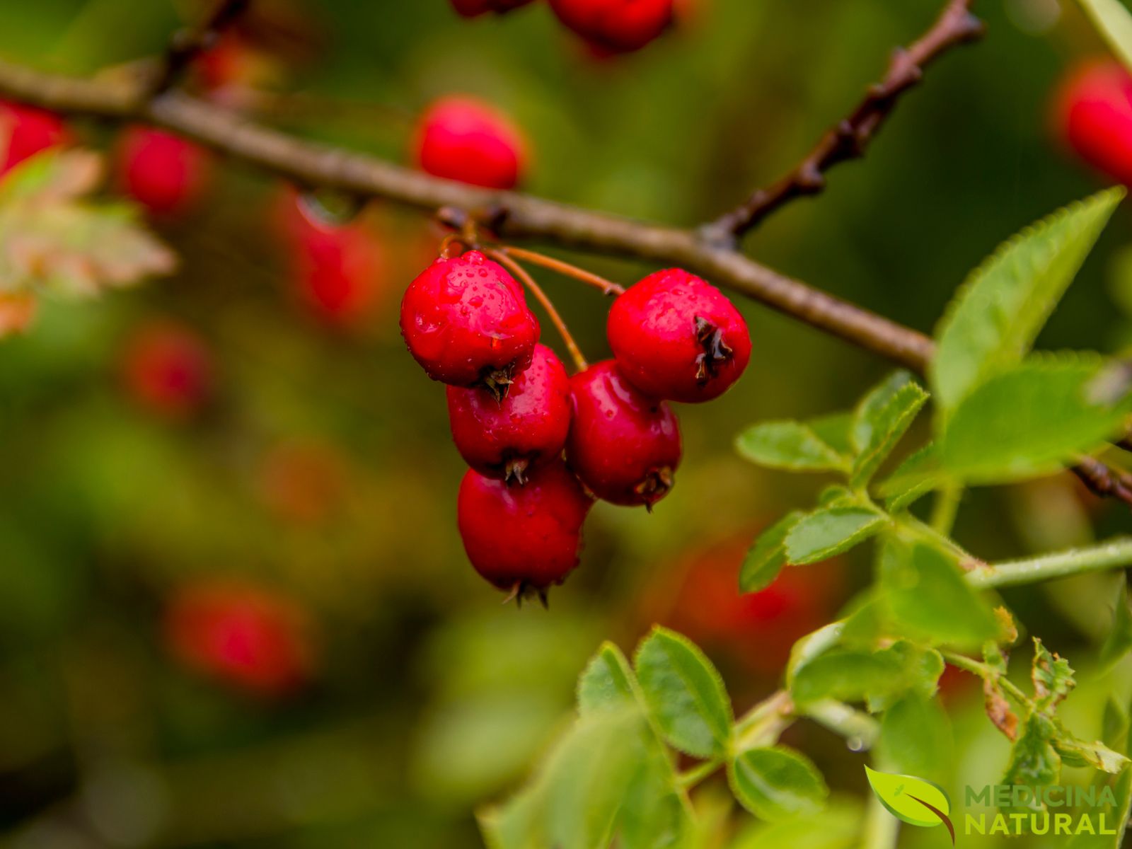 Pilriteiro - Crataegus monogyna