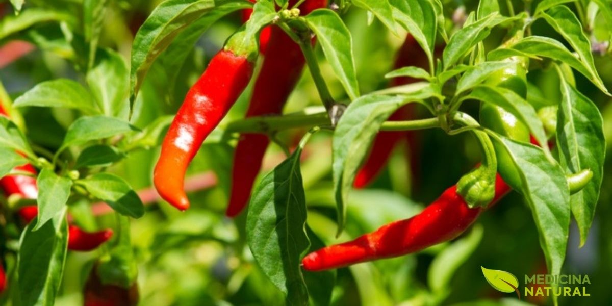 Pimentas caiena (Capsicum annuum) crescendo em planta saudável, mostrando frutos em diferentes estágios de maturação, do verde ao vermelho, demonstrando a facilidade de cultivo doméstico para acesso a pimentas medicinais frescas.