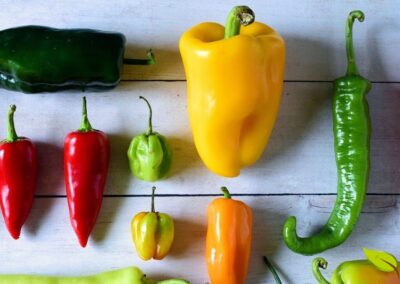 Variedade de pimentas frescas em diferentes cores e formatos, incluindo pimentão amarelo e verde, pimentas vermelhas e jalapeños, demonstrando a rica diversidade do gênero Capsicum.