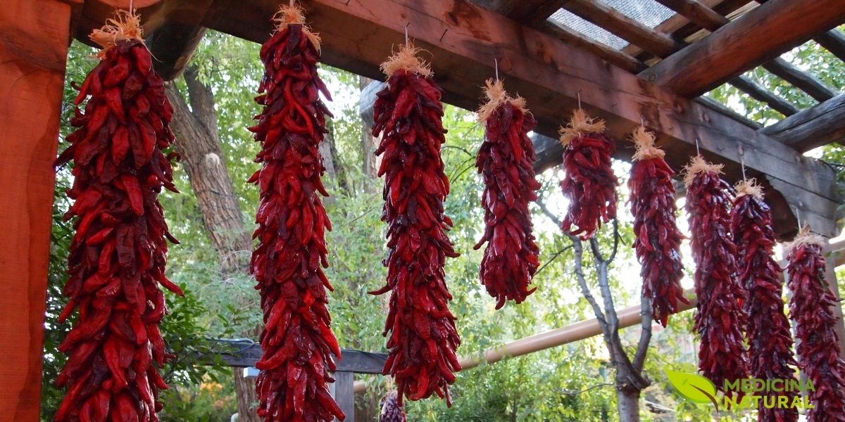 Ristras tradicionais de pimentas vermelhas secas penduradas, método milenar de conservação utilizado em diversas culturas, especialmente no México e Novo México, preservando as propriedades medicinais da capsaicina por longos períodos. Fonte: New Mexican Red Chiles.