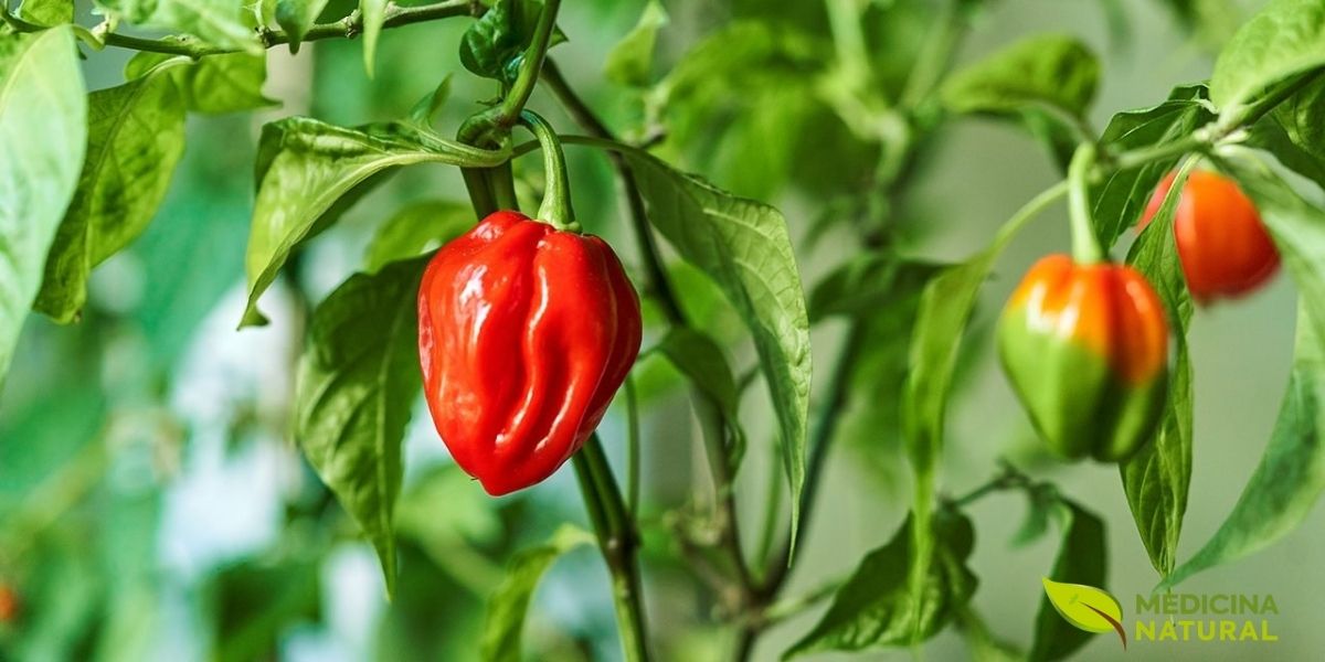 Pimenteiras saudáveis com frutos vermelhos maduros em cultivo orgânico, demonstrando a viabilidade do cultivo doméstico de pimentas medicinais para garantir acesso constante a capsaicina fresca e compostos bioativos em sua forma mais potente.