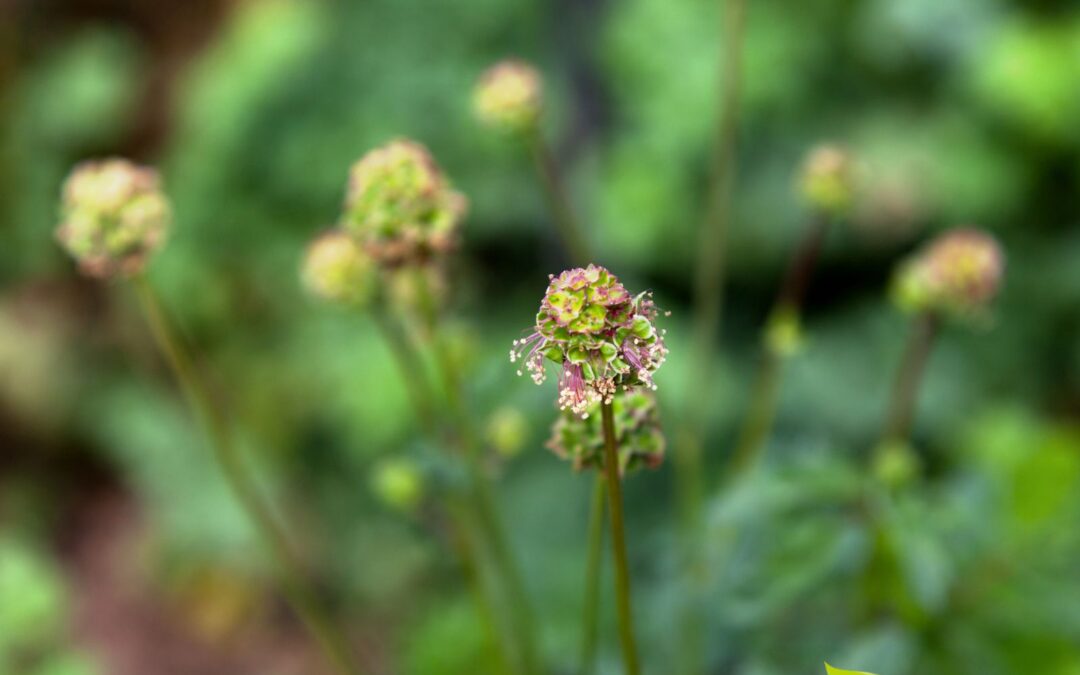 Sanguisorba minor – PIMPINELA-MENOR
