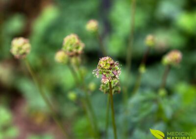 Pimpinela-menor - Sanguisorba minor