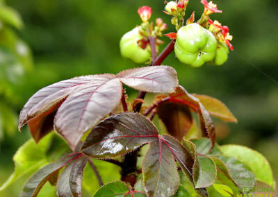 Pinhão-roxo - Jatropha gossypifolia