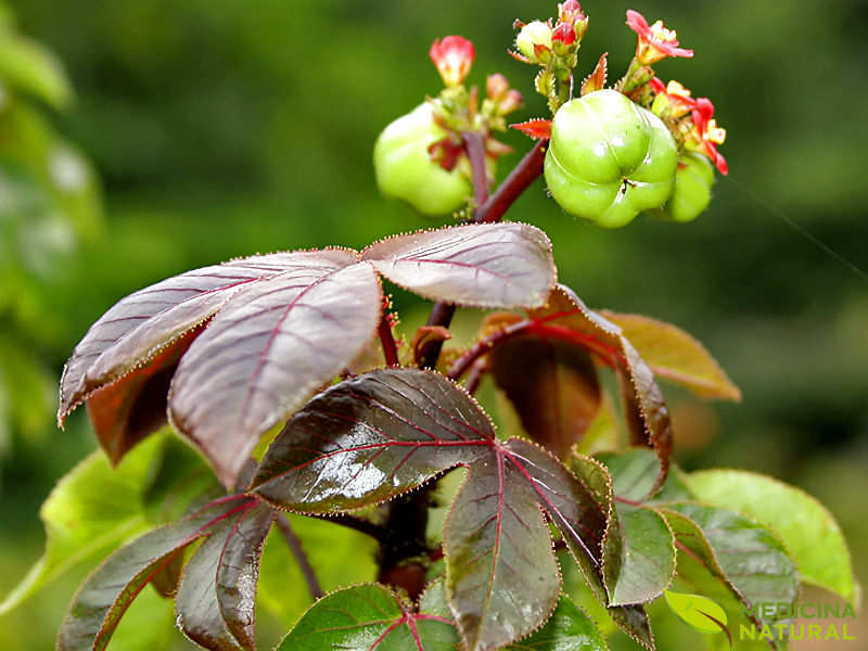 Pinhão-roxo - Jatropha gossypifolia