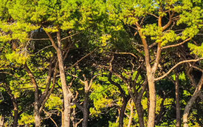 Pinheiro-marítimo: saiba para que serve