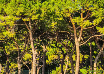 Pinheiro-marítimo - Pinus pinaster