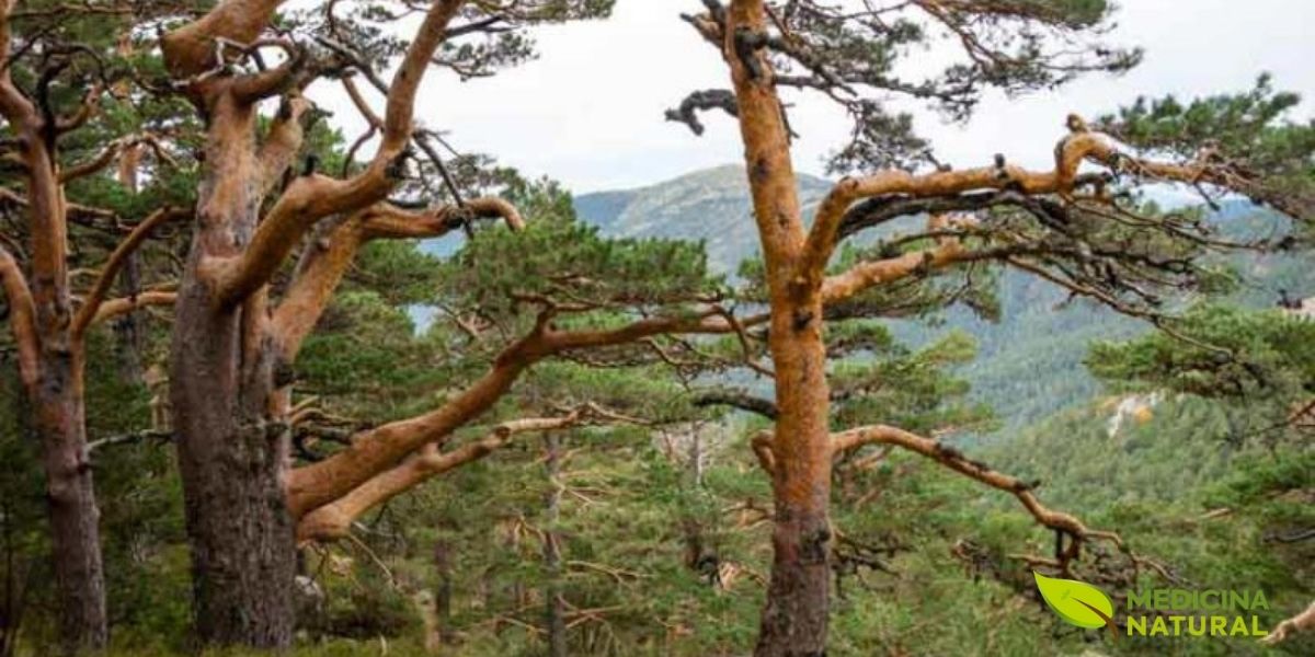 As agulhas e cones do pinheiro-silvestre são a fonte de seu poderoso óleo essencial. Ricas em monoterpenos como α-pineno e β-pineno, essas partes da planta são responsáveis por suas propriedades expectorantes, antissépticas e anti-inflamatórias. O aroma característico, que associamos à limpeza e ao frescor, é na verdade um complexo mecanismo de defesa da planta que podemos usar para proteger nossa própria saúde, especialmente o sistema respiratório.