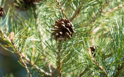 Pinus sylvestris – PINHO-SILVESTRE