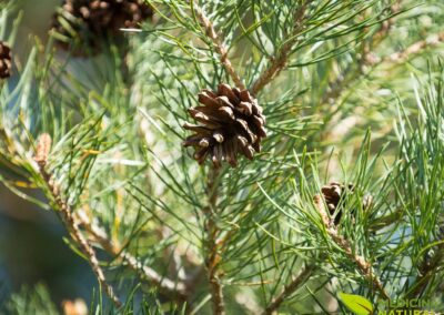 Pinus sylvestris - PINHO-SILVESTRE