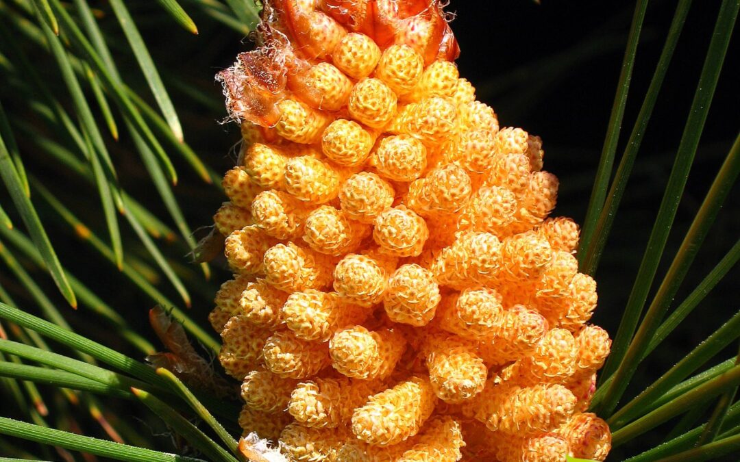 Pinus pinaster (PINHEIRO-BRAVO)