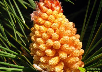 Pinus pinaster (PINHEIRO-BRAVO)