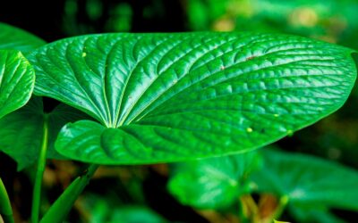 Piper methysticum (KAVA KAVA)