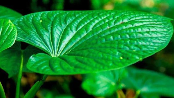 Kava-kava - Piper methysticum