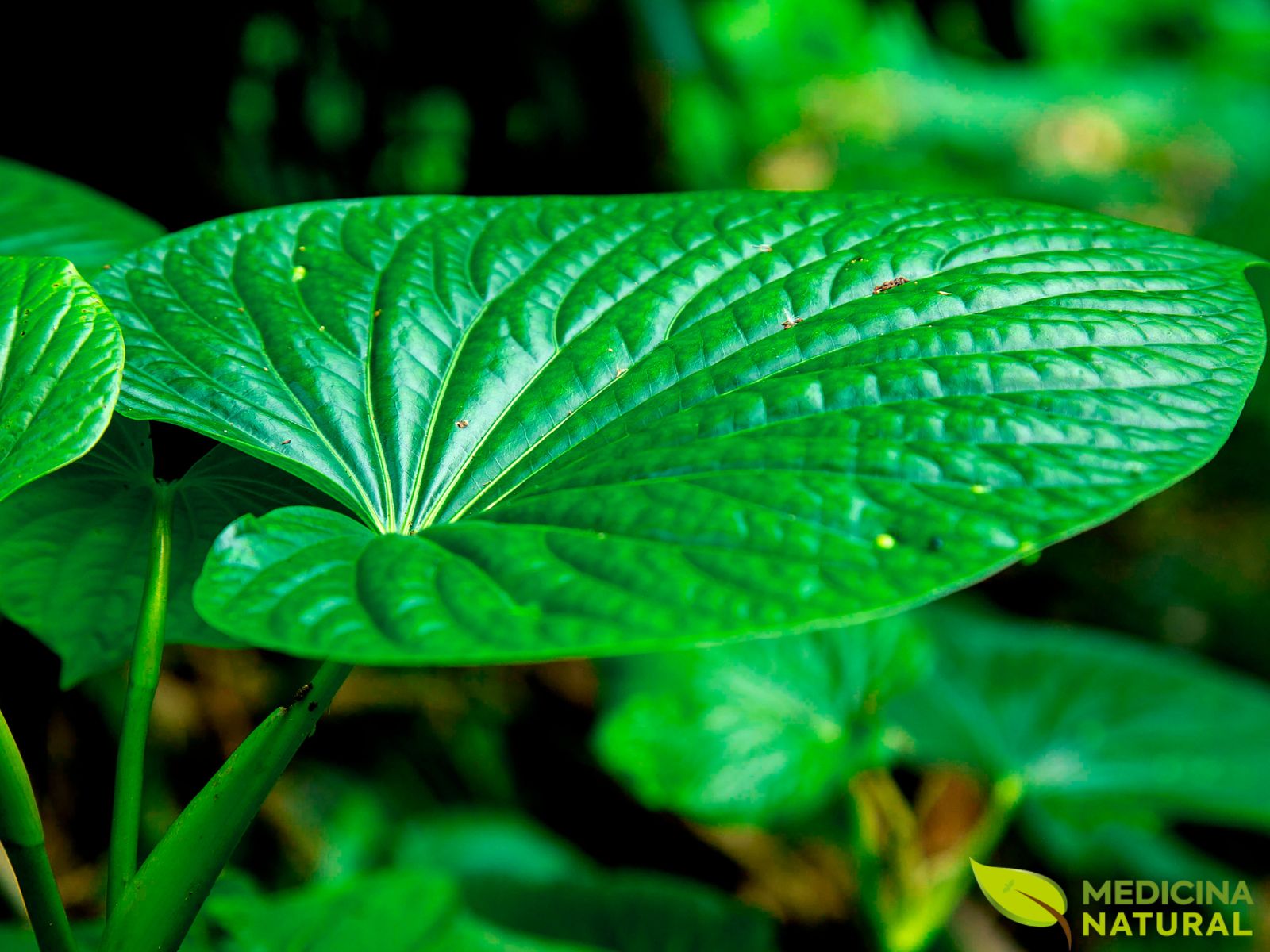 Piper methysticum - KAVA KAVA