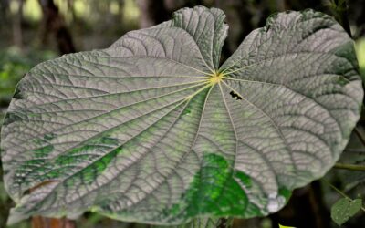 Piper umbellatum (CAPEBA; PARIPAROBA)