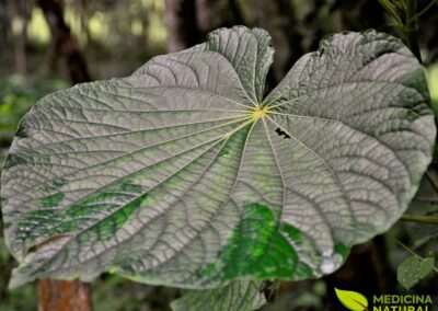 Piper umbellatum - CAPEBA, PARIPAROBA