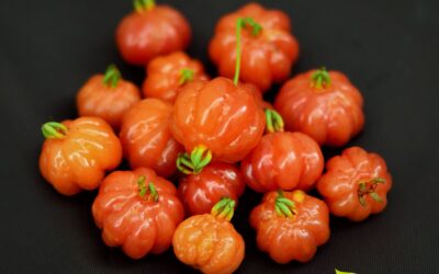 Pitanga: veja os benefícios da fruta