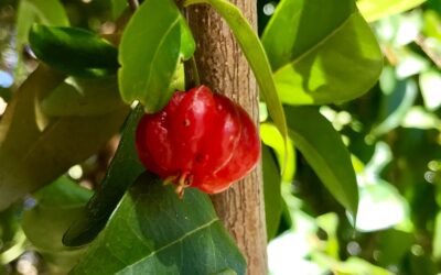 Eugenia uniflora (PITANGA; PITANGUEIRA)