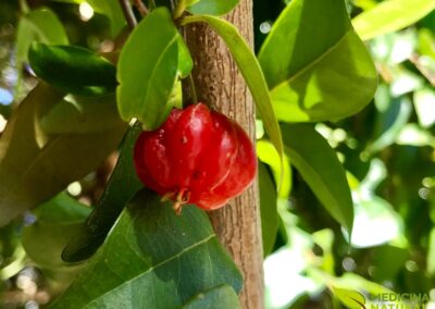 Eugenia uniflora (PITANGA)
