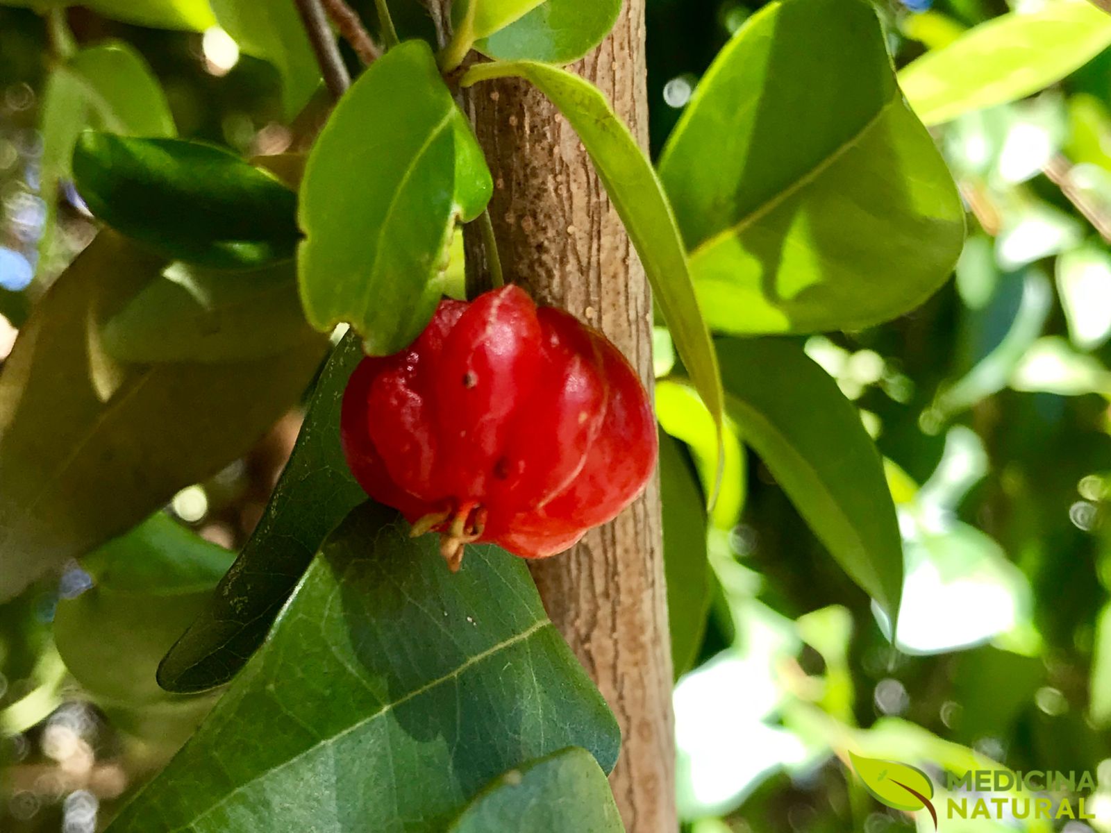 Pitanga - Eugenia uniflora