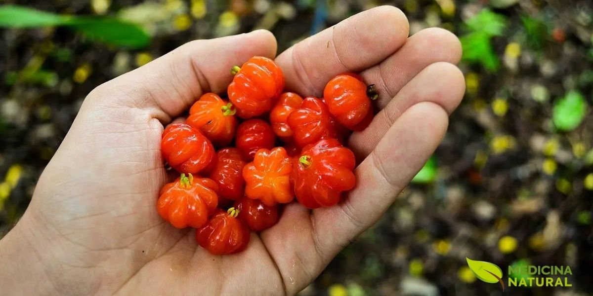 Frutos maduros (pitangas), com sua textura lisa e brilhante, são indicadores visuais da saúde e vitalidade da árvore, refletindo as mesmas qualidades terapêuticas presentes em suas folhas. A facilidade de cultivo da pitangueira em quintais domésticos torna esta planta uma verdadeira farmácia caseira acessível, permitindo que famílias brasileiras tenham à disposição tanto os frutos nutritivos quanto as folhas medicinais para o preparo do chá.