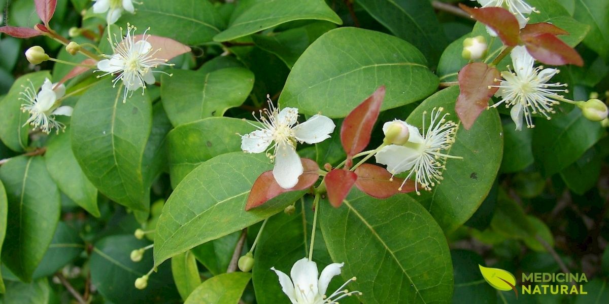 Flores brancas da pitangueira (Eugenia uniflora L.), capturadas em seu momento de plena floração. Cada flor, com suas quatro pétalas brancas imaculadas e dezenas de estames proeminentes que se irradiam do centro como raios de luz, representa não apenas a beleza ornamental desta Myrtaceae nativa, mas também o início do ciclo que culminará nos frutos medicinais e nas folhas terapêuticas. As flores da pitangueira, embora efêmeras, são ricas em néctar e atraem uma variedade de polinizadores, incluindo abelhas e borboletas, contribuindo para a biodiversidade local. Interessantemente, as flores também contêm compostos bioativos semelhantes aos encontrados nas folhas, embora em concentrações menores.