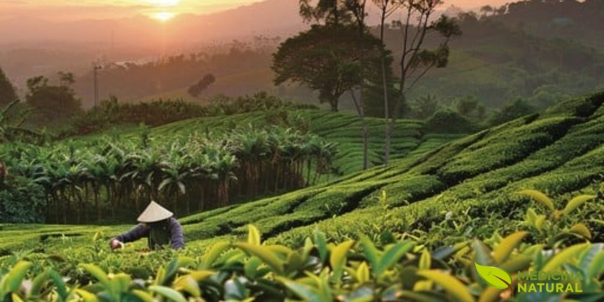 O nascer do sol sobre uma plantação de chá cria uma atmosfera mágica, com a névoa matinal envolvendo delicadamente as plantas. Esta neblina natural é altamente benéfica para o cultivo do chá, pois protege as folhas jovens do sol direto excessivo, mantém a umidade ideal e contribui para o desenvolvimento de compostos aromáticos complexos. As temperaturas amenas da manhã são o momento ideal para a colheita, quando as folhas estão túrgidas de orvalho e os compostos voláteis estão em sua concentração máxima.