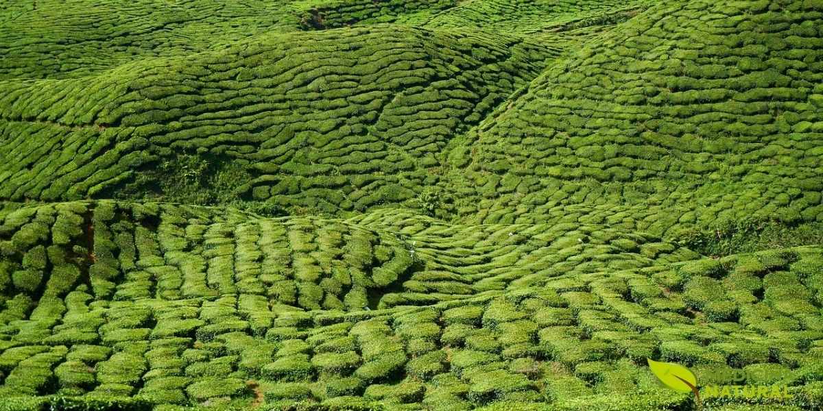 As plantações de chá em terraços nas regiões montanhosas da Índia, China e Sri Lanka produzem alguns dos chás mais valorizados do mundo. A altitude, o solo rico em minerais e o clima úmido criam condições ideais para o desenvolvimento dos compostos que conferem sabor e benefícios únicos ao chá.