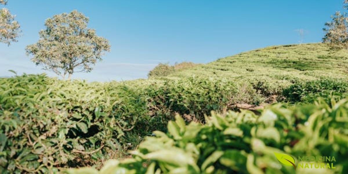 Diferente do Gyokuro e do Matcha que são sombreados, o Sencha é cultivado sob luz solar direta, o que estimula a produção de catequinas (especialmente EGCG) e confere seu sabor característico refrescante e levemente adstringente. As principais regiões produtoras são Shizuoka (40% da produção nacional) e Uji em Kyoto, onde o terroir único influencia o perfil de sabor do chá verde japonês mais consumido no país.